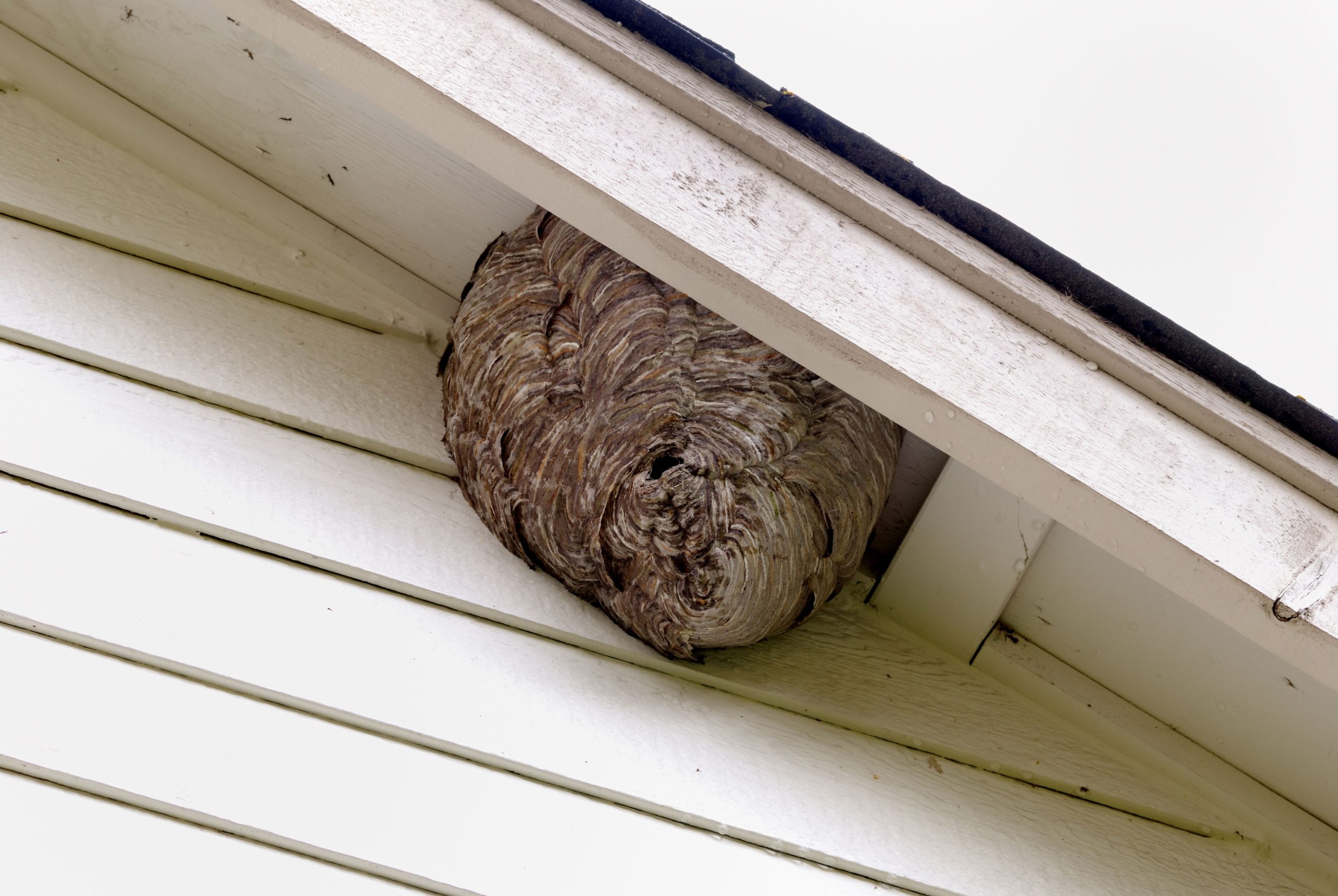 pest control in lancaster